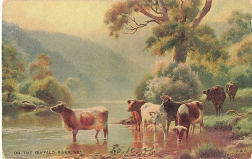 Postcard victoria cows the - cows,
